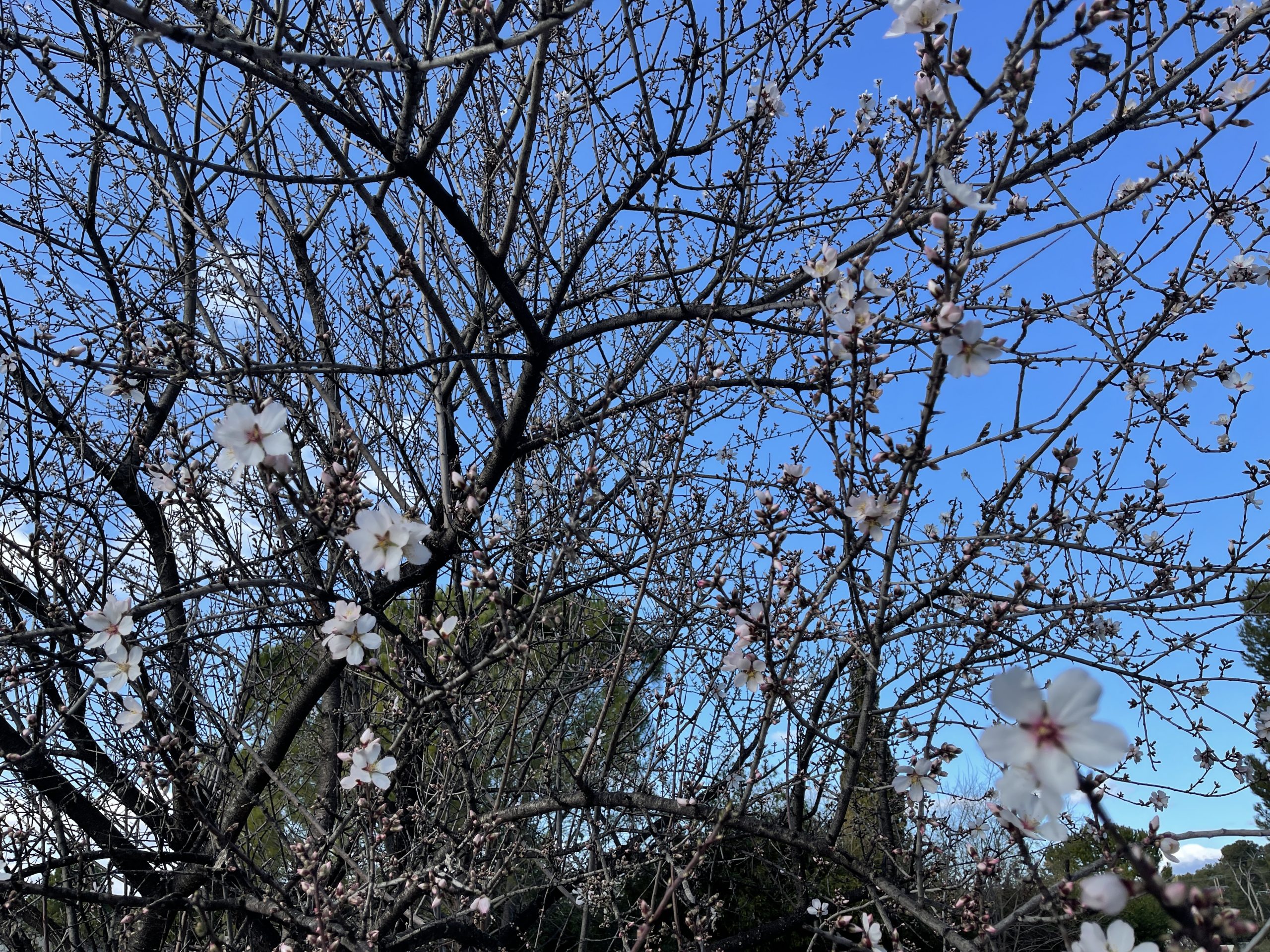 IMG_1230.jpeg