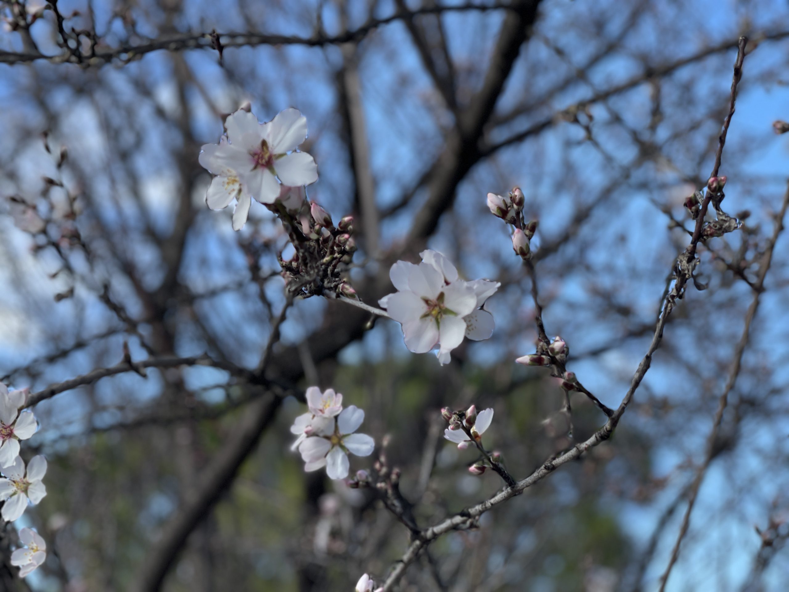 IMG_1231.jpeg