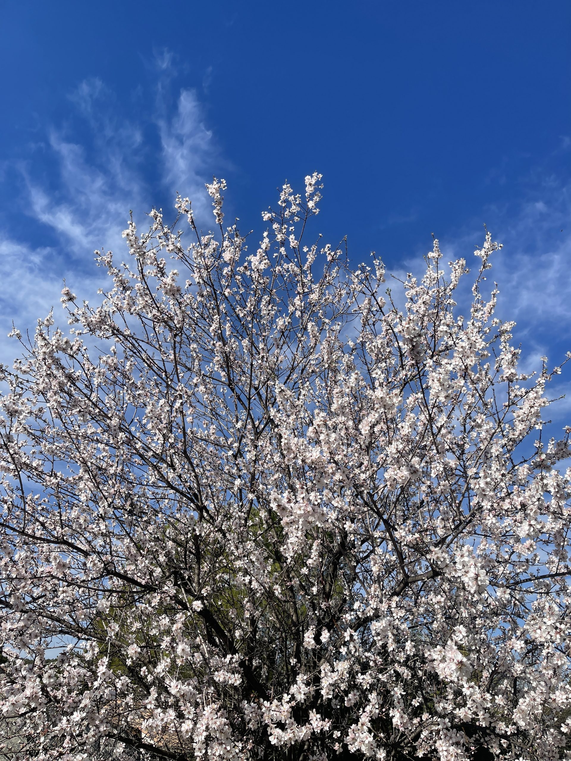 IMG_1259.jpeg